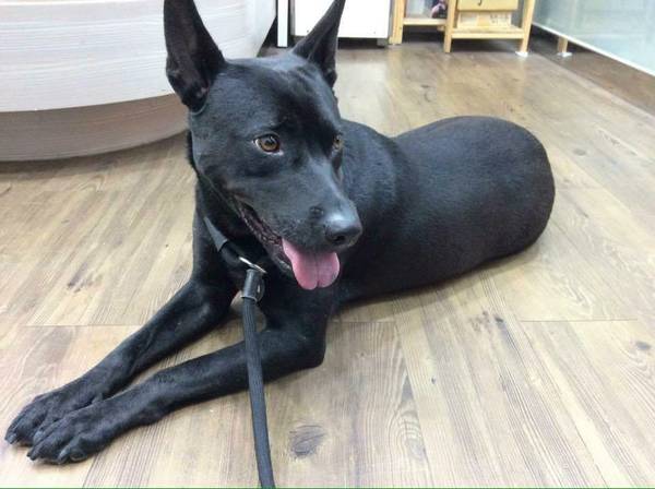Lost dog black girl 3 years old named Mika please look