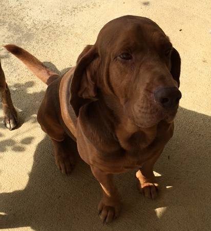 Lost dog bloodhound (Saucier)