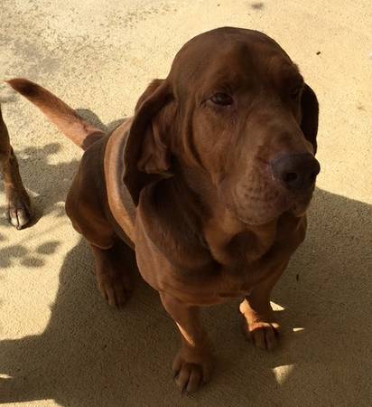 Lost dog bloodhound tan color (Saucier)