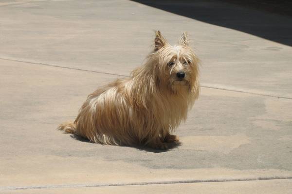 Lost Dog By Guthrie Rd and Racine Ave Waukesha (United States)