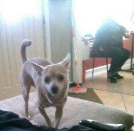 Lost dog chihuahua (Hamtramck)