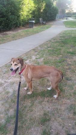 Lost Dog (Farmington Hills)