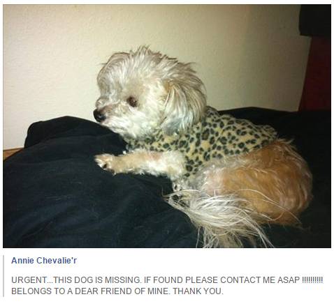 Lost Dog Hazel Dell