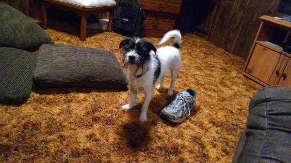 Lost dog jack Russell mix (Dodge school)