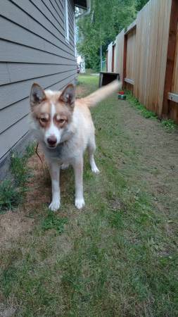 Lost dog (Mtn View)