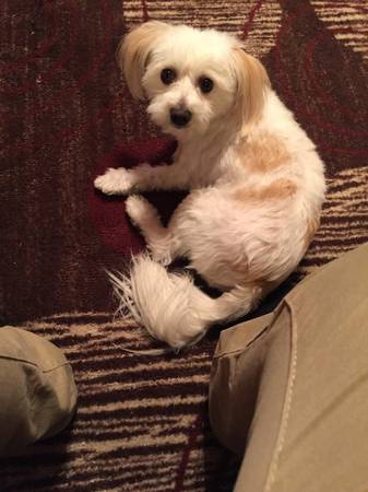 LOST DOG SHIHTZU MIX (107th amp Green)