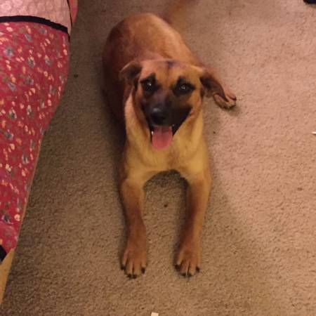 LOST dog small shepherdbeagle mix (Leverett)