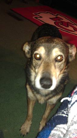 lost dog very old (sibley)