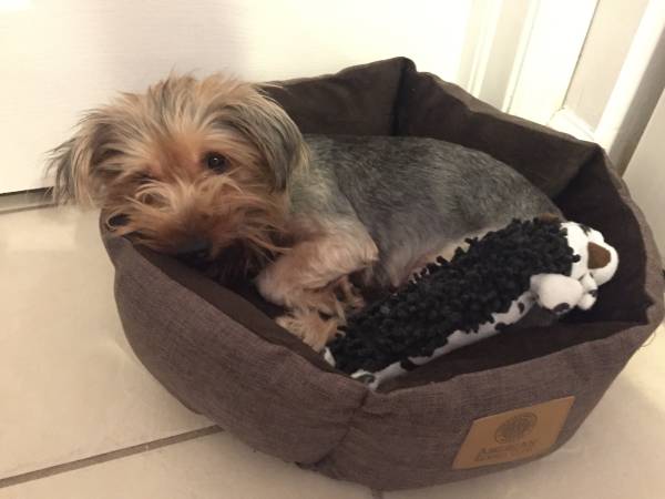 Lost Dog  with pink and Diamond collar (Silver Palms  South Miami)