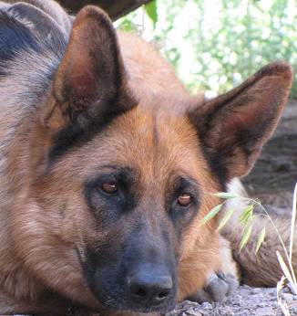 LOST DOGS  German Shepherd and friend (Osage)