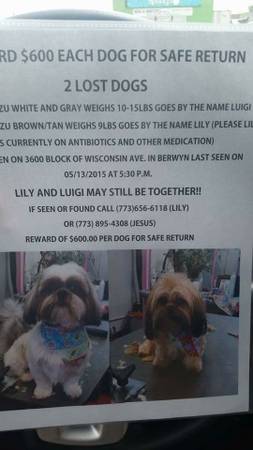 LOST DOGS SHIH TZU HELP FIND (BERWYN, IL)