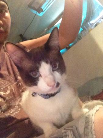 Lost family cat has a blue collar with a bell