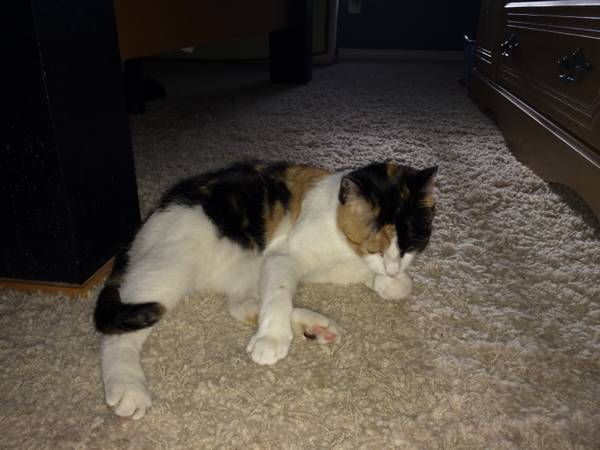 Lost female calico cat (Greenway and dufort)