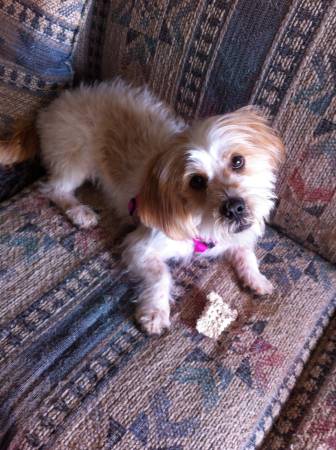 Lost female shihtzu mix (Fayetteville)