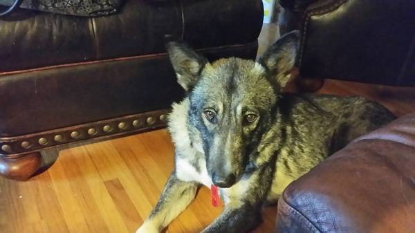 Lost female small silver german shepherd (Carlisle Rd in Village)