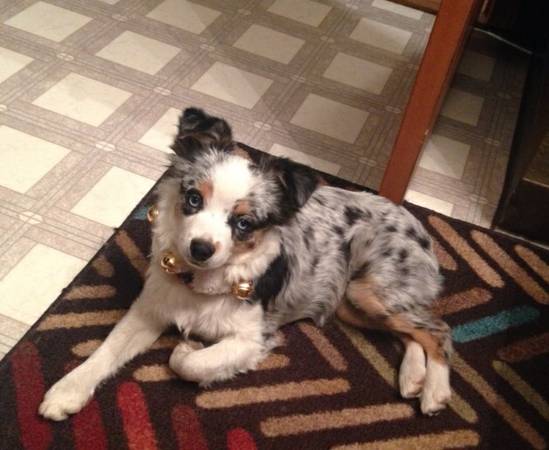 Lost female toy Aussie 500 reward (Gillette)