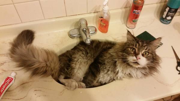 Lost gray and white long haried cat, BIG Maine Coon cat (Liberty)