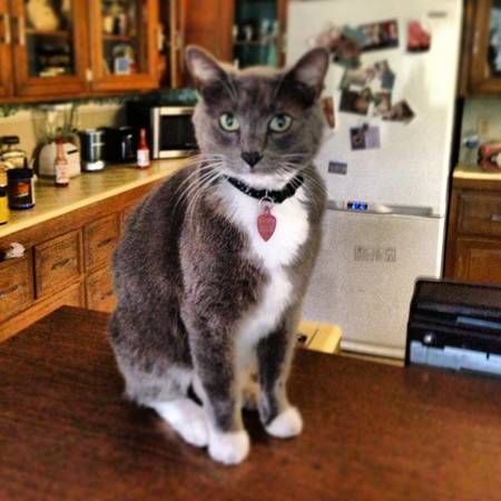 lost Gray and white short hair f. CAT (ALHAMBRA)