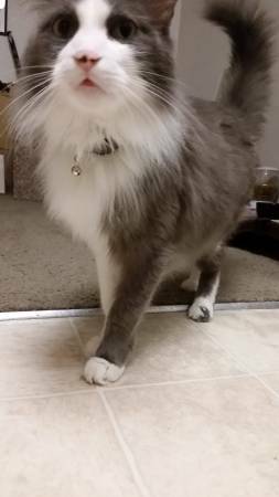 Lost gray cat (Mesa)