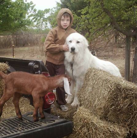 lost Great Pyrenees (United States)