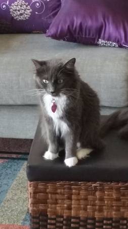 Lost Grey amp White cat (Westminster)