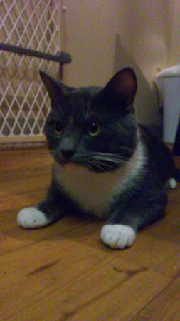 Lost Grey and White Cat (No Collar) (Vancouver)