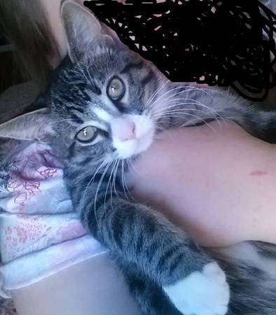 LOST Grey Tabby Seymour (Blaine)