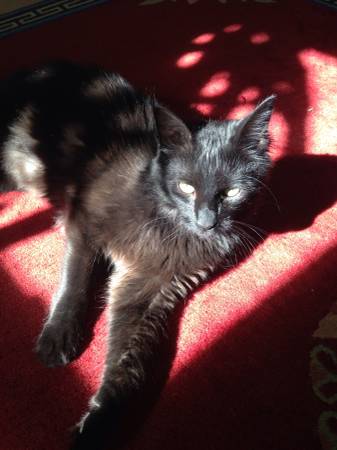 lost kitty fluffy black kitty with green eyes (north union)