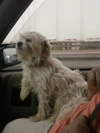 Lost Little White Maltese Dog Name Damian missing 1114(Glassel Park Vypress Ea (Around Glassel parkEagle Rock)