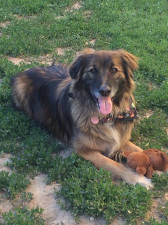 Lost long haired German Shepard mix (North endHyde park)