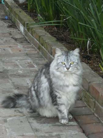 LOST LONG HAIRED LIGHT GREY STRIPPED CAT IN LOWER FRENCH QUARTER (BOURBON BETWEEN GOV NICHOLLS amp BARRACKS)