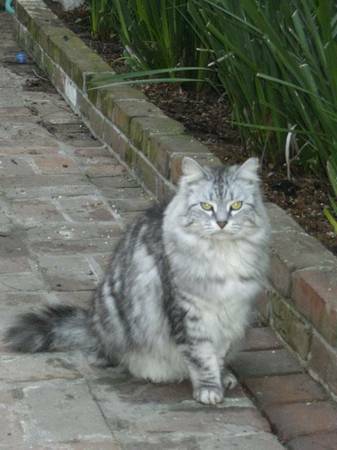 LOST LONG HAIRED LIGHT GREY STRIPPED CAT IN LOWER FRENCH QUARTER (BOURBON BETWEEN GOV NICHOLLSBARRACKS)