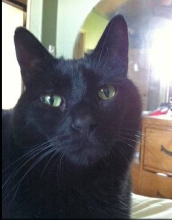 LOST MALE BLACK CAT NEAR COLUMBUS LIBRARY IN SUGARHOUSE, UT (2500 S 500 E)