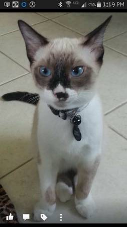 Lost Male Cat Please Help me bring him home (Kaneohe)