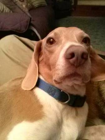 LOST MALE DOG 3,000 REWARD (Mebane)