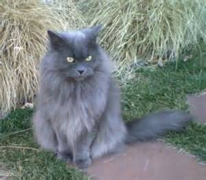 LOST MALE GRAY LONG HAIR CAT (SCARBOROUGH)