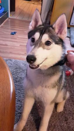Lost male husky (40th and Lynn)
