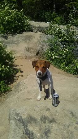 LOST Male Jack Russell Terroir (White with Brown Spots) (Nampa)
