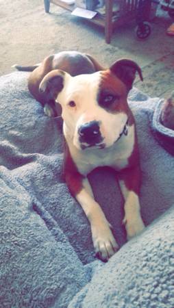 LOST MALE PITBULL (reward if found) (Yukon, Oklahoma)