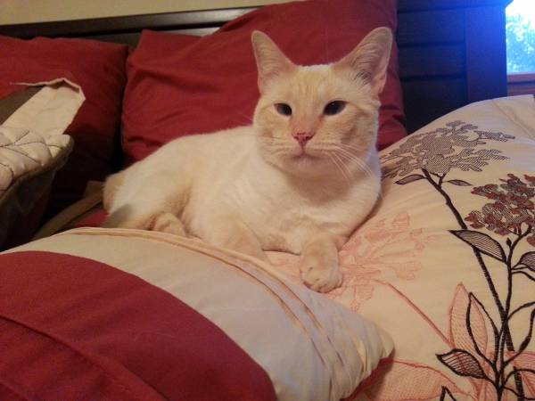 LOST male white cat with blue eyes 200 Reward