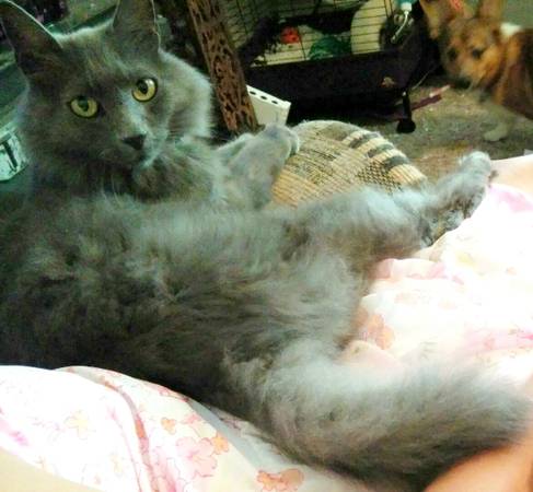Lost MedLong Hair All Gray Cat (OverlandCurtis)
