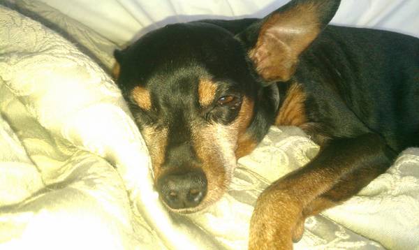 Lost Min Pin Dog Black and Brown with Gray on Nose (C Street)