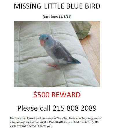 LOST MISSING LITTLE SMALL BIRD, Parrotlet Parrot, Pale Blue Gray White (Philadelphia)