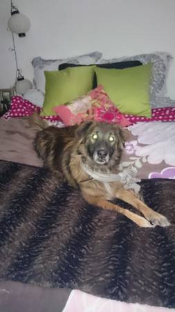 lost Mowgli germanaussie mix black and brown dog (14th and amp Heron)