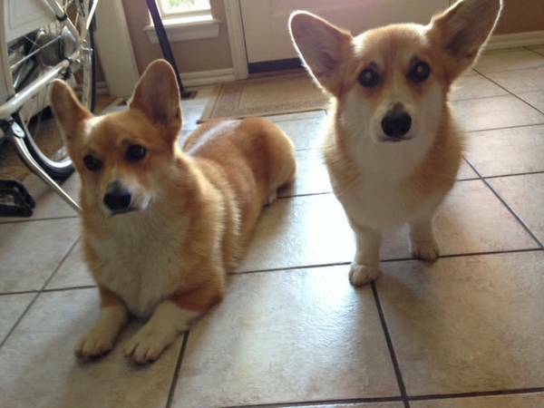 Lost Norman Area 2 Corgis Red and White Pair (36th and Rock Creek)