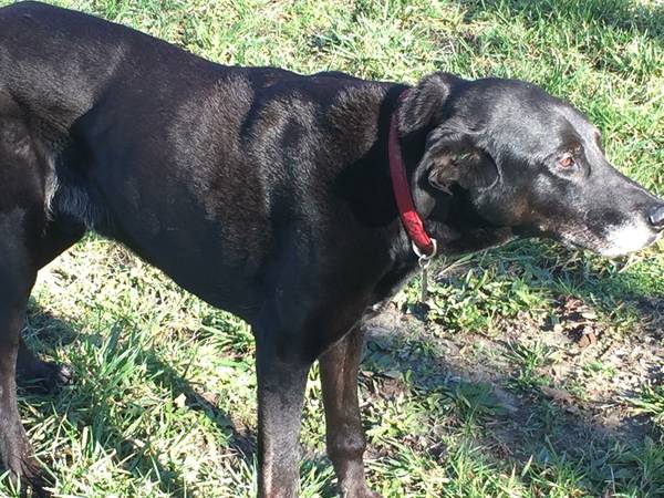 Lost old dobbie lab mix (Clayton Rd SE)