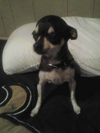 Lost or Picked up by mistake Chihuahua (Marigny)