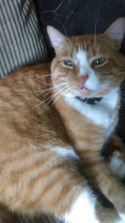 Lost Orange And White Male Tabby Cat (Collared) In Miles City (Miles City)