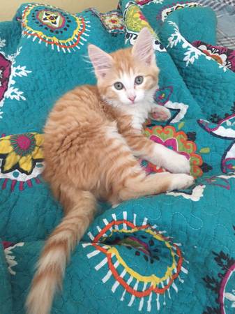 lost orange cat ( kitten) (se 143rd)