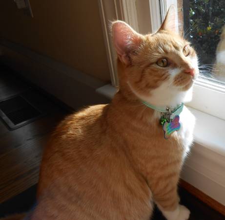 Lost orange cat (Rowland, NC)